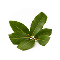 Bay Leaf