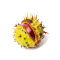 Chestnut
