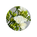 Freesia