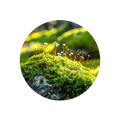 Moss