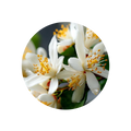 Neroli Bud