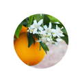 Orange Blossom