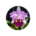 Orchid