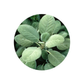 Sage