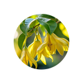 Ylang-Ylang