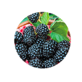 Blackberry