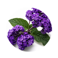Jasmine