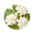 Jasmine