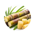 Sugar Cane