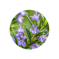 Aromatic Notes