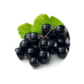 Blackcurrant