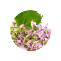 Clary Sage