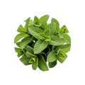Clary Sage
