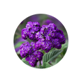 Heliotrope
