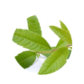 Lemon Verbena