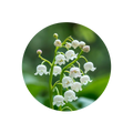 Lily-of-the-Valley