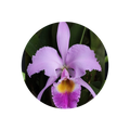 Orchid