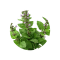 Patchouli