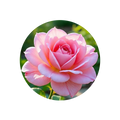 Bulgarian Rose