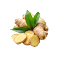Ginger
