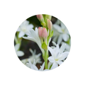 Tuberose