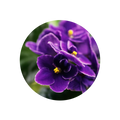 Violet