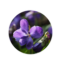 Violet Leaf